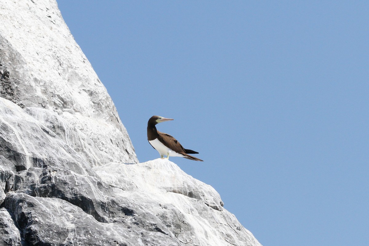 Brown Booby - ML564760501