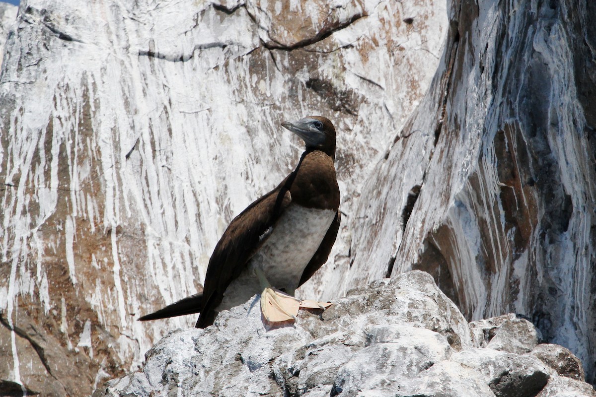 Brown Booby - ML564760521