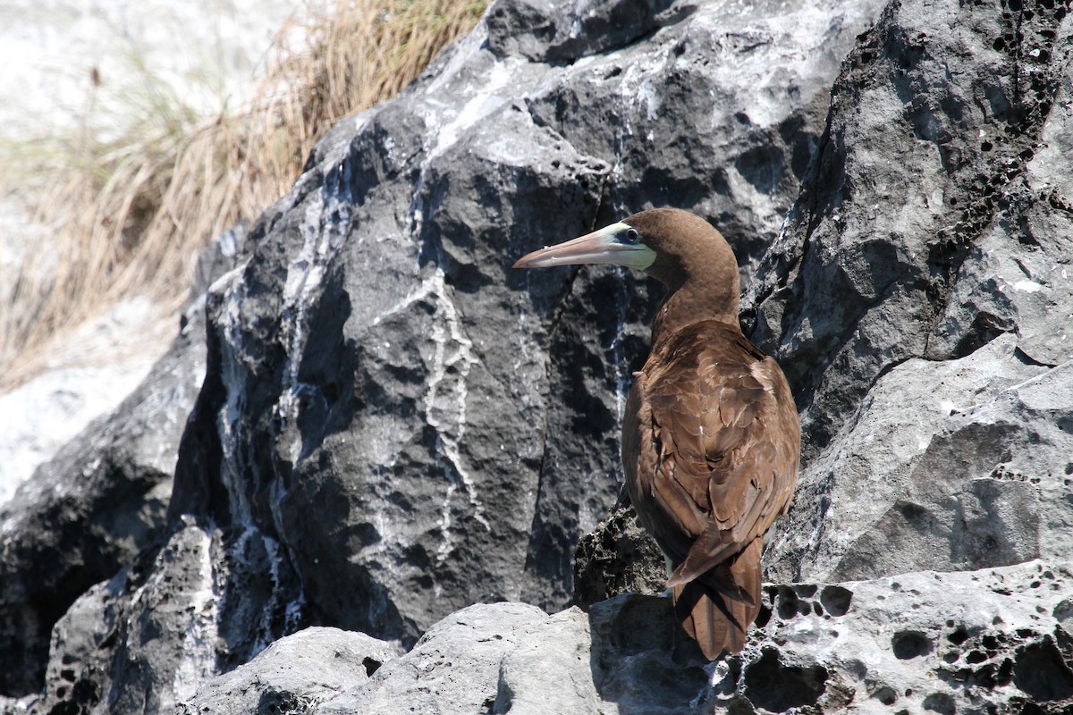 Brown Booby - ML564760531