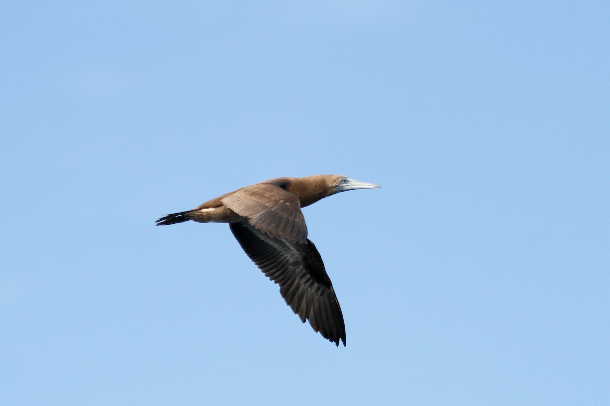 Brown Booby - ML564760841