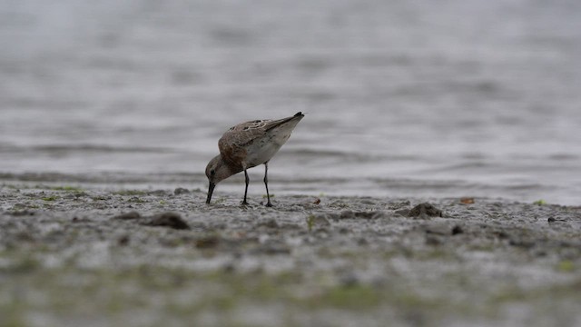 Red Knot - ML564763261