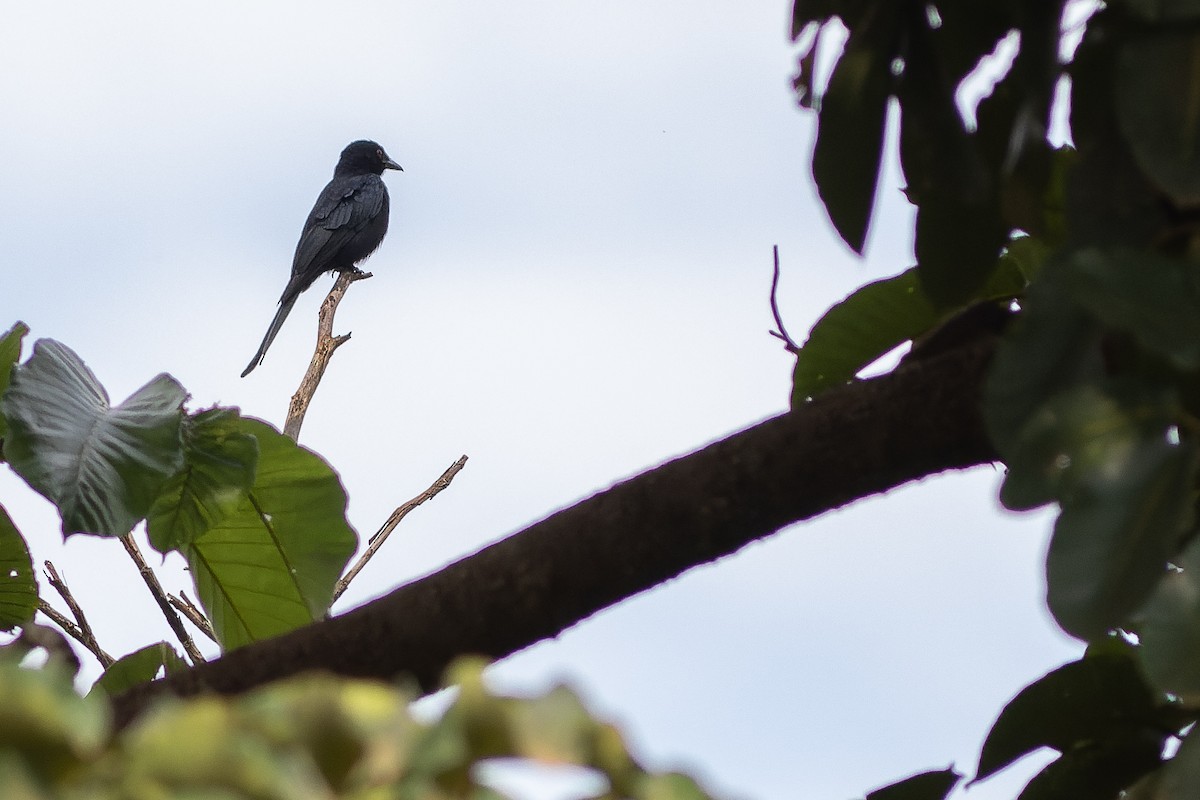 Fork-tailed Drongo (Glossy-backed) - ML564765411