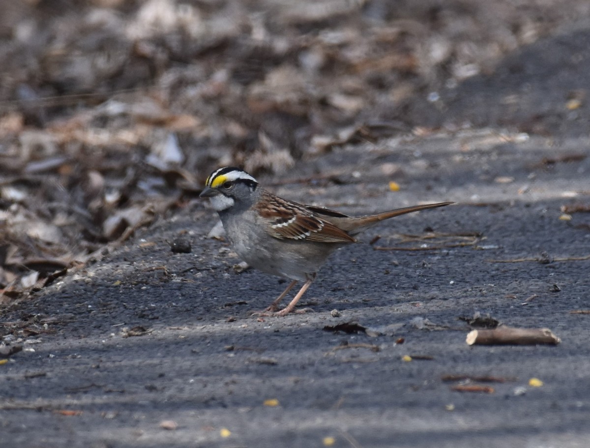 White-throated Sparrow - Eleni Kondilis