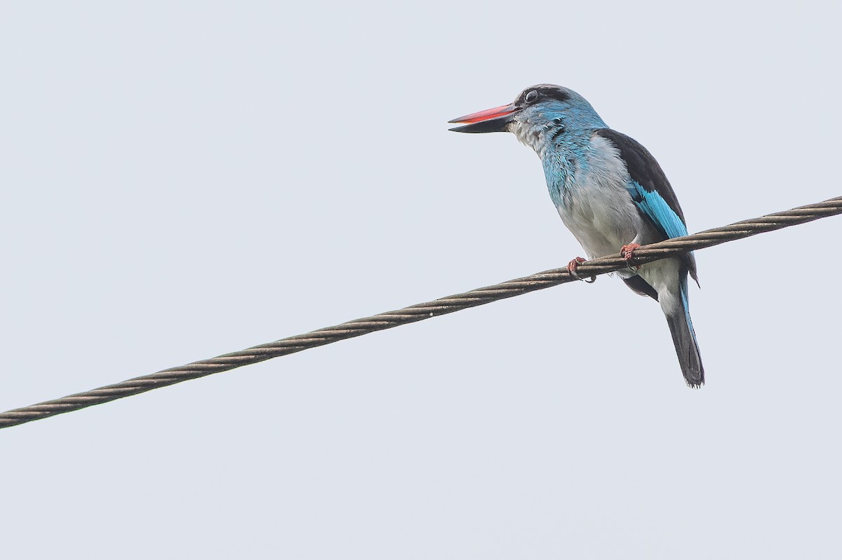 Blue-breasted Kingfisher - ML564766841