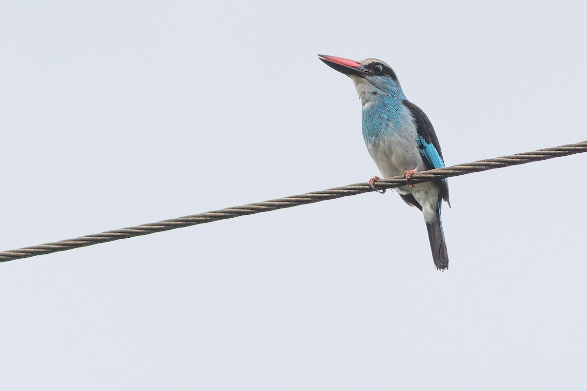 Blue-breasted Kingfisher - ML564766851