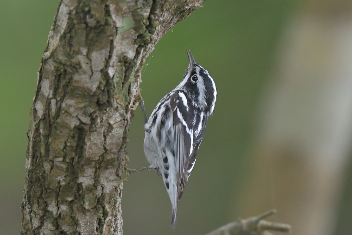 Black-and-white Warbler - ML564772901
