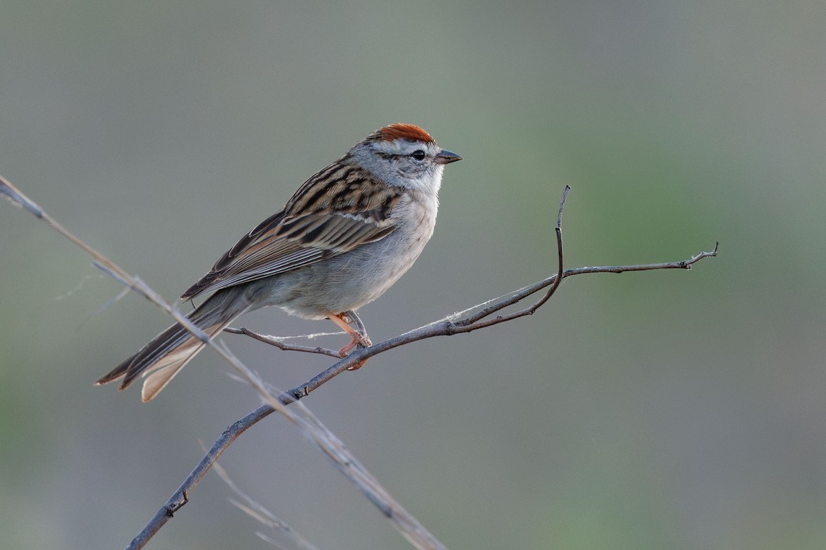 Chipping Sparrow - Mike Cameron