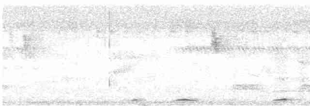 White-eared Brown-Dove (Buff-eared) - ML564775761