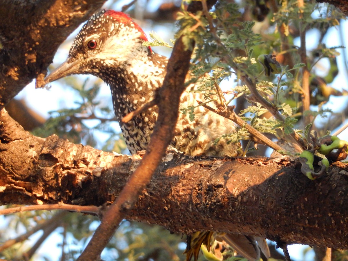 Golden-tailed Woodpecker - ML564777811