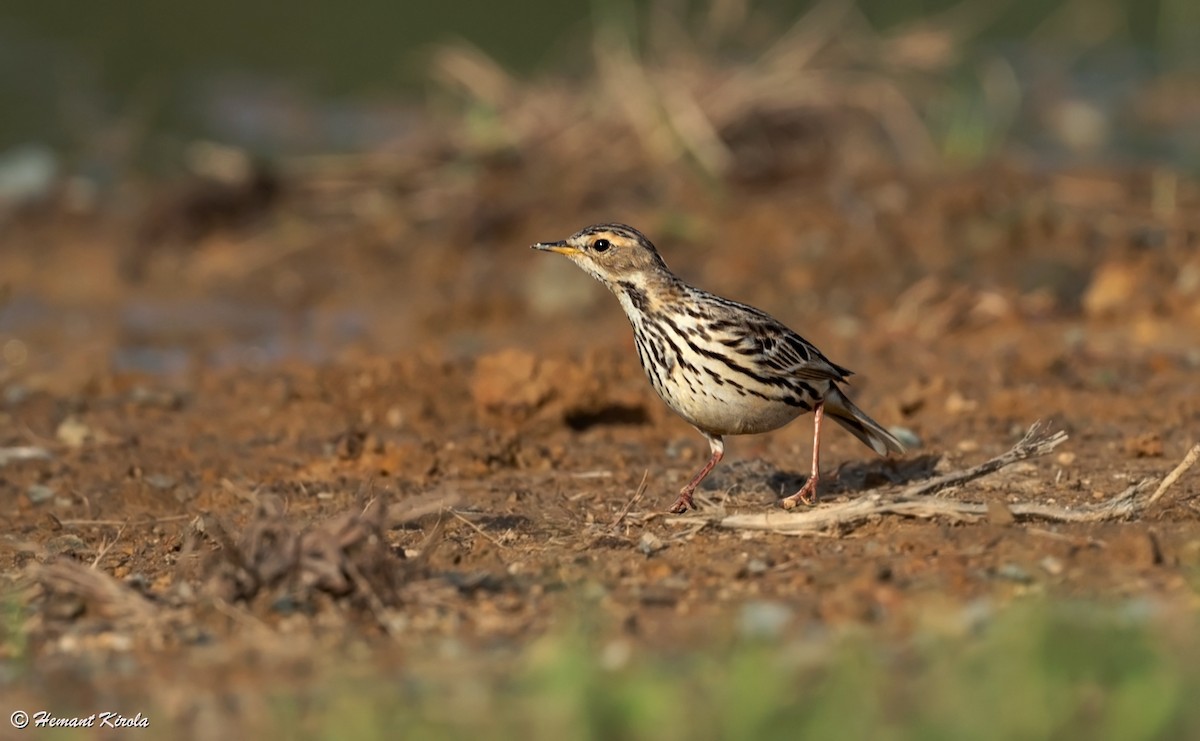 Red-throated Pipit - ML564779351