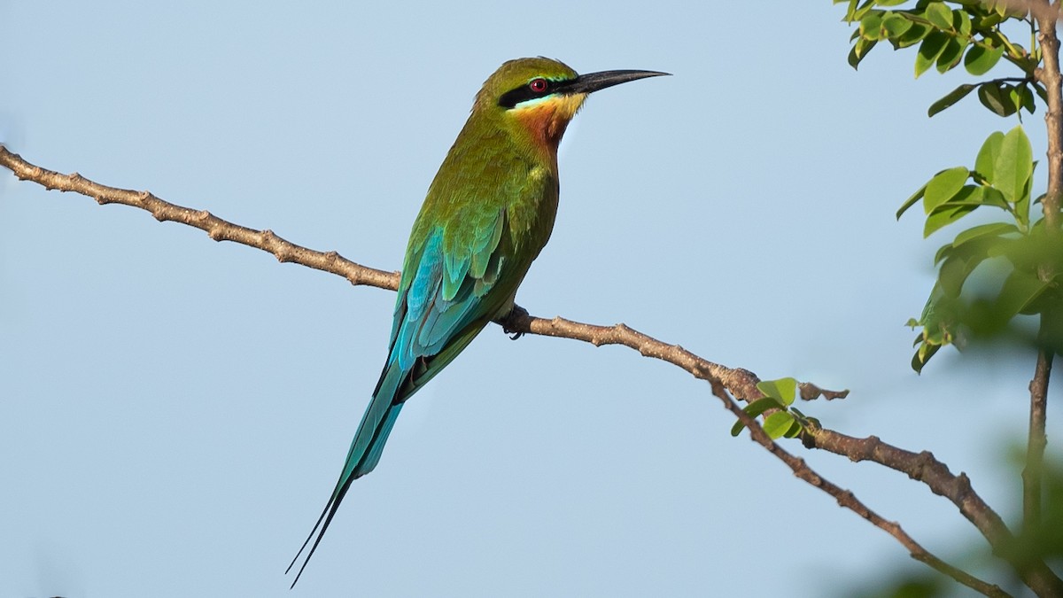 Blue-tailed Bee-eater - ML564779651