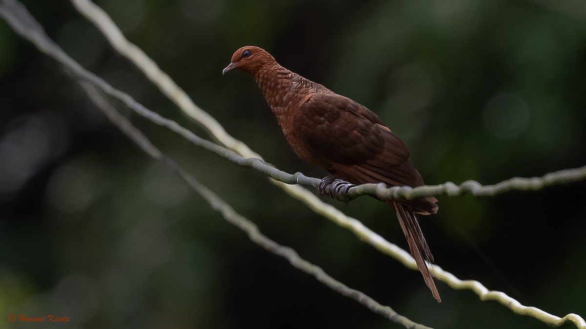 Andaman Cuckoo-Dove - ML564780031