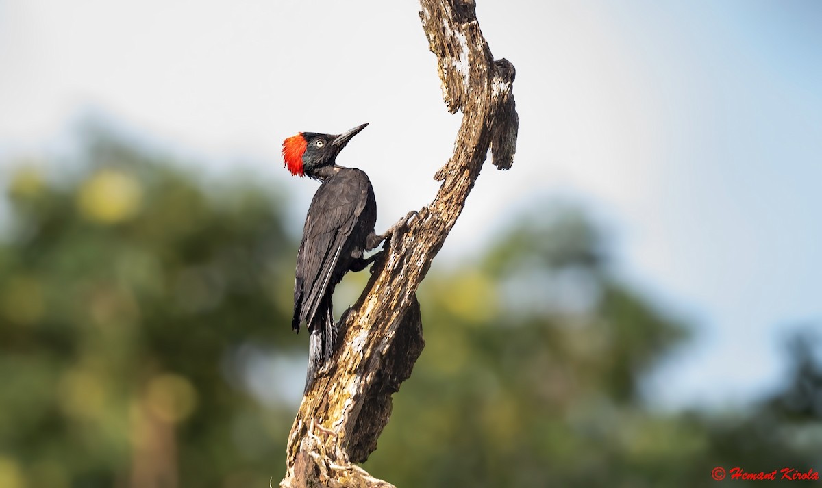 Andaman Woodpecker - ML564780491