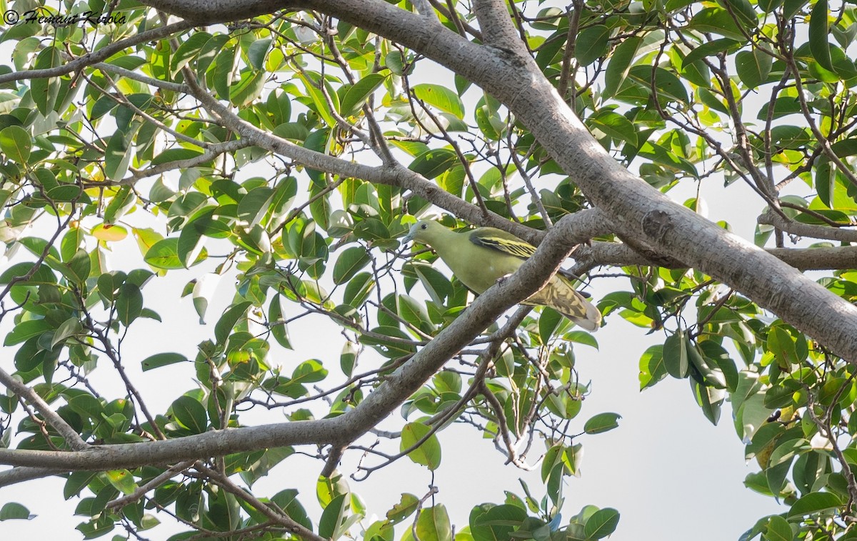 Андаманский зеленый голубь - ML564782201