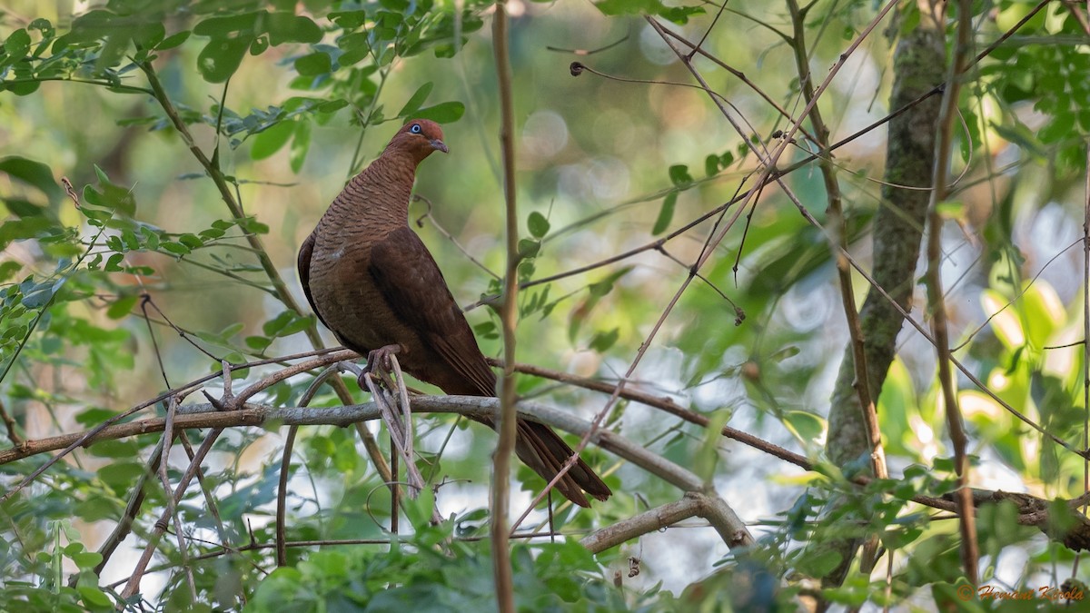 Andaman Cuckoo-Dove - ML564783551