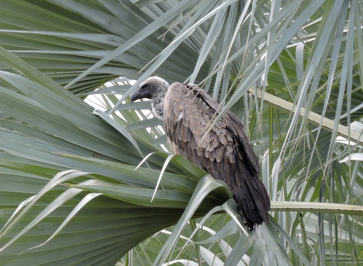 White-backed Vulture - Allen Lewis