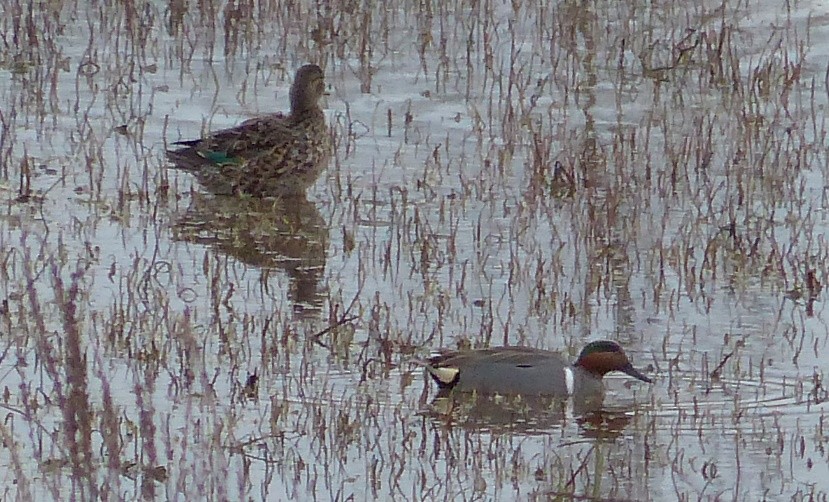 Green-winged Teal - ML56479631