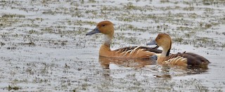 Fulvous Whistling-Duck, ML564796381