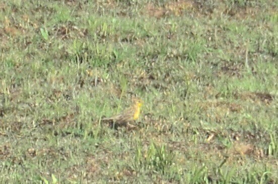 Yellow-breasted Pipit - ML564797751