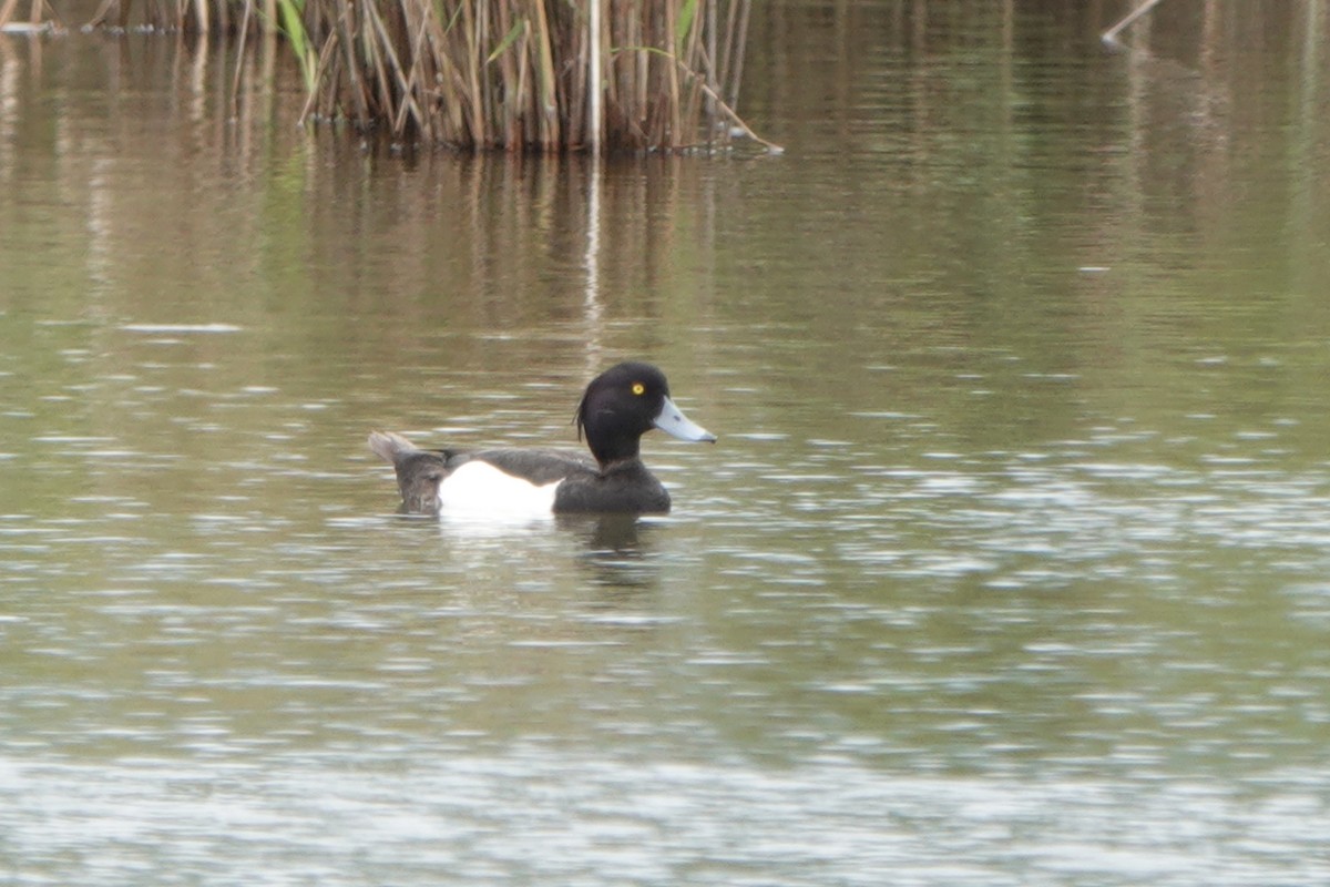 Tufted Duck - ML564799051