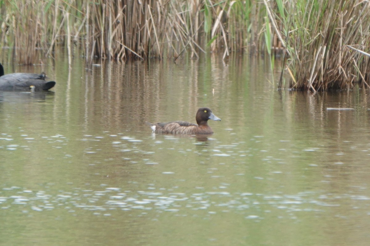 Tufted Duck - ML564799061