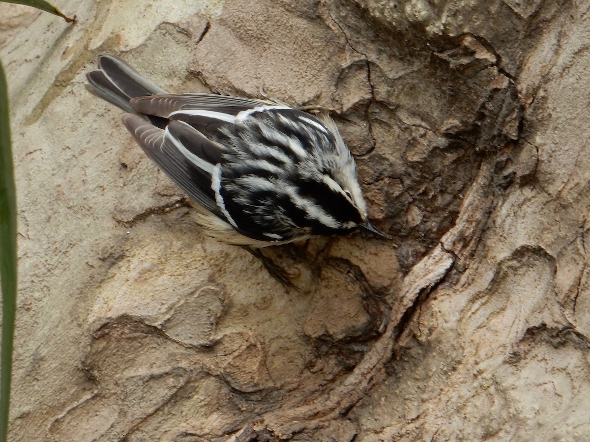 Black-and-white Warbler - Daisy Paul