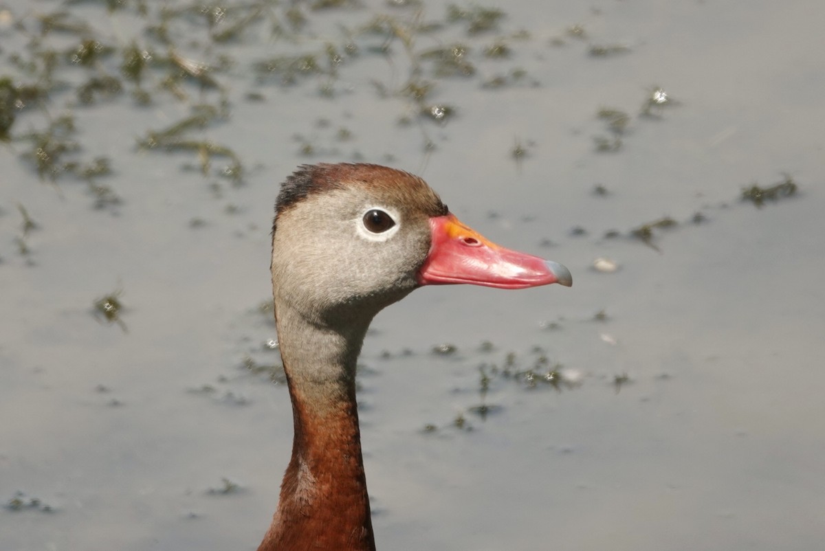 Black-bellied Whistling-Duck - ML564802761