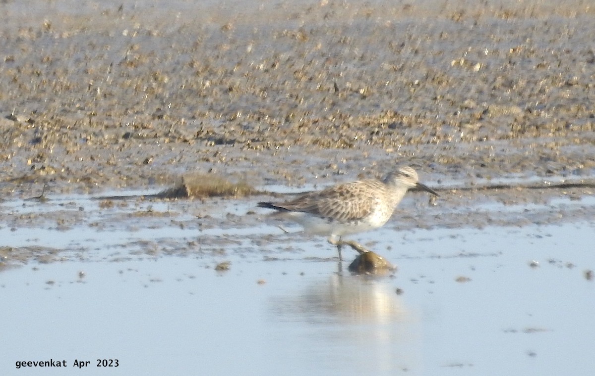 Great Knot - ML564805591