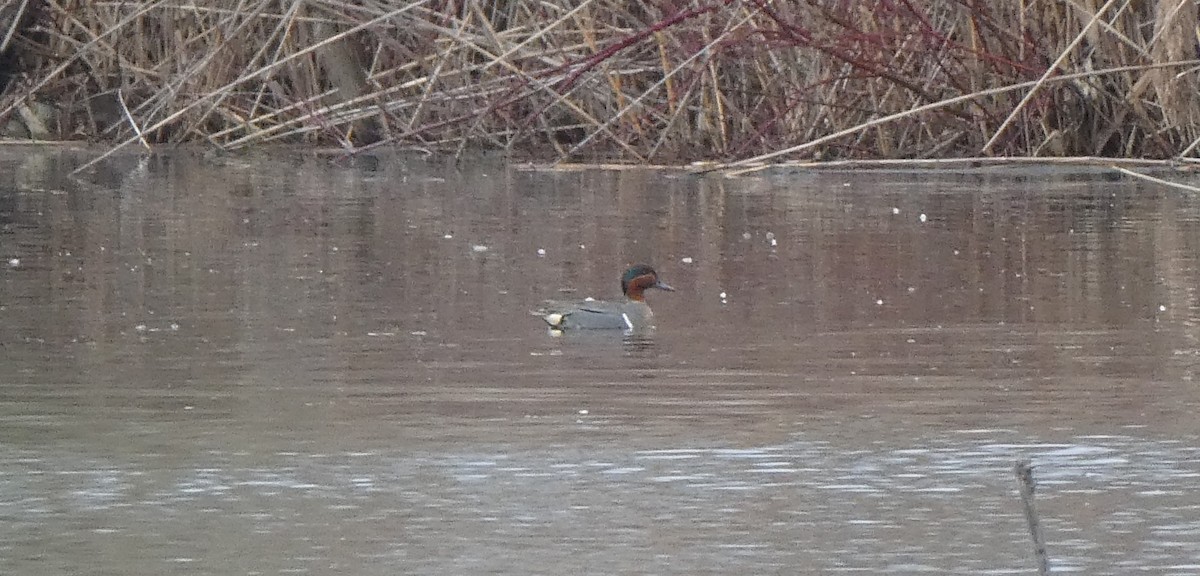 Green-winged Teal - ML564809551