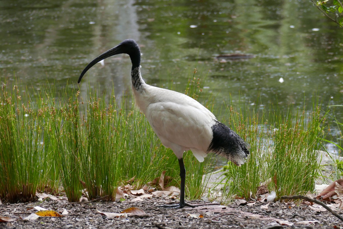 ibis australský - ML564821331