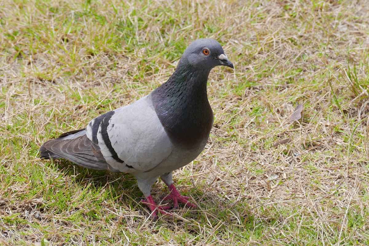 Rock Pigeon (Feral Pigeon) - ML564823241