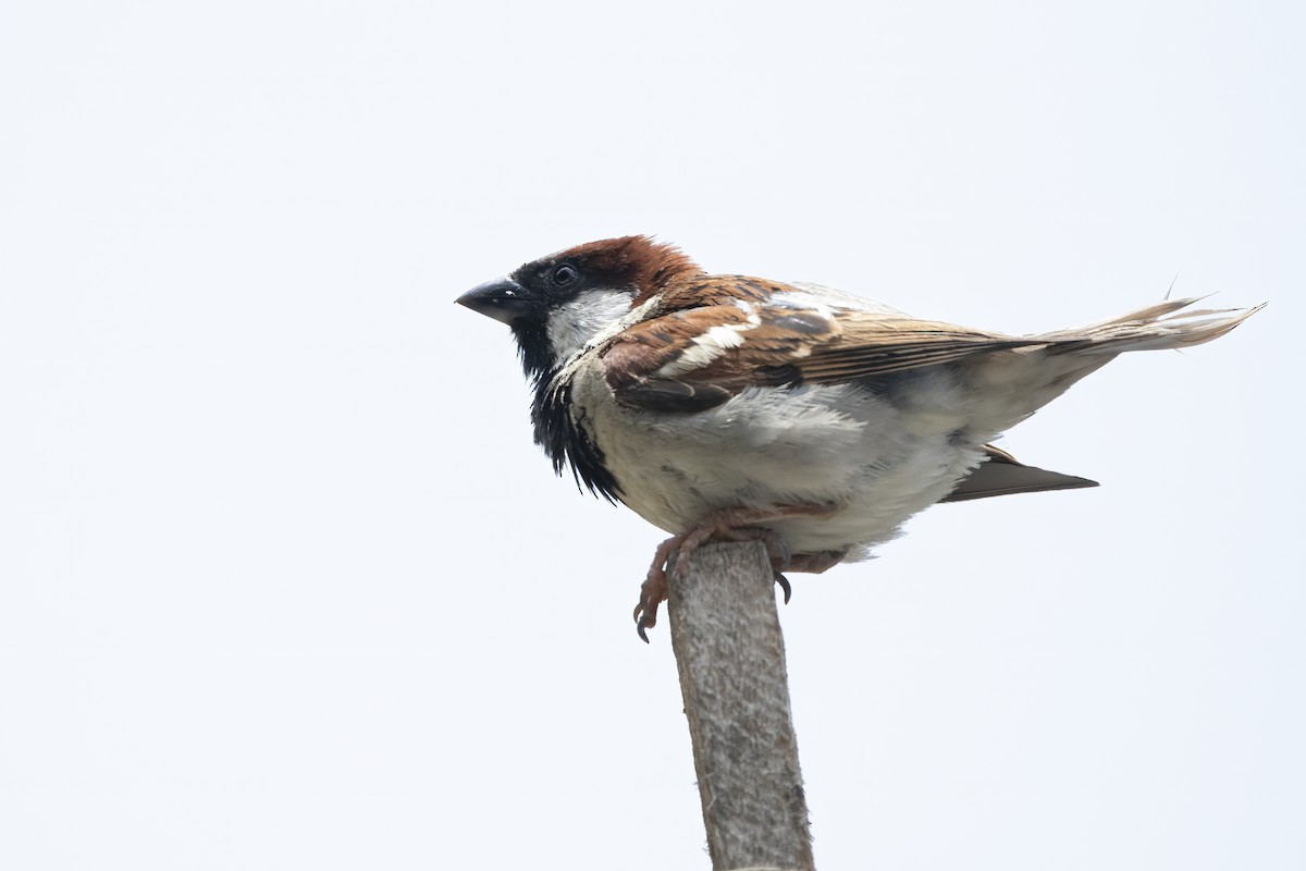 House Sparrow - Ravi Jesudas