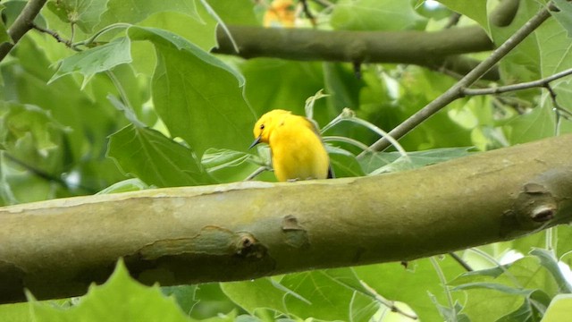 Prothonotary Warbler - ML564825171