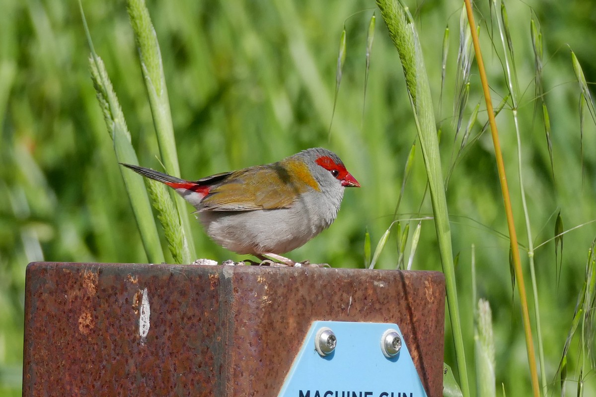 Red-browed Firetail - ML564825271