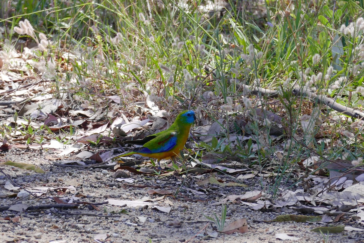 Turquoise Parrot - ML564825821