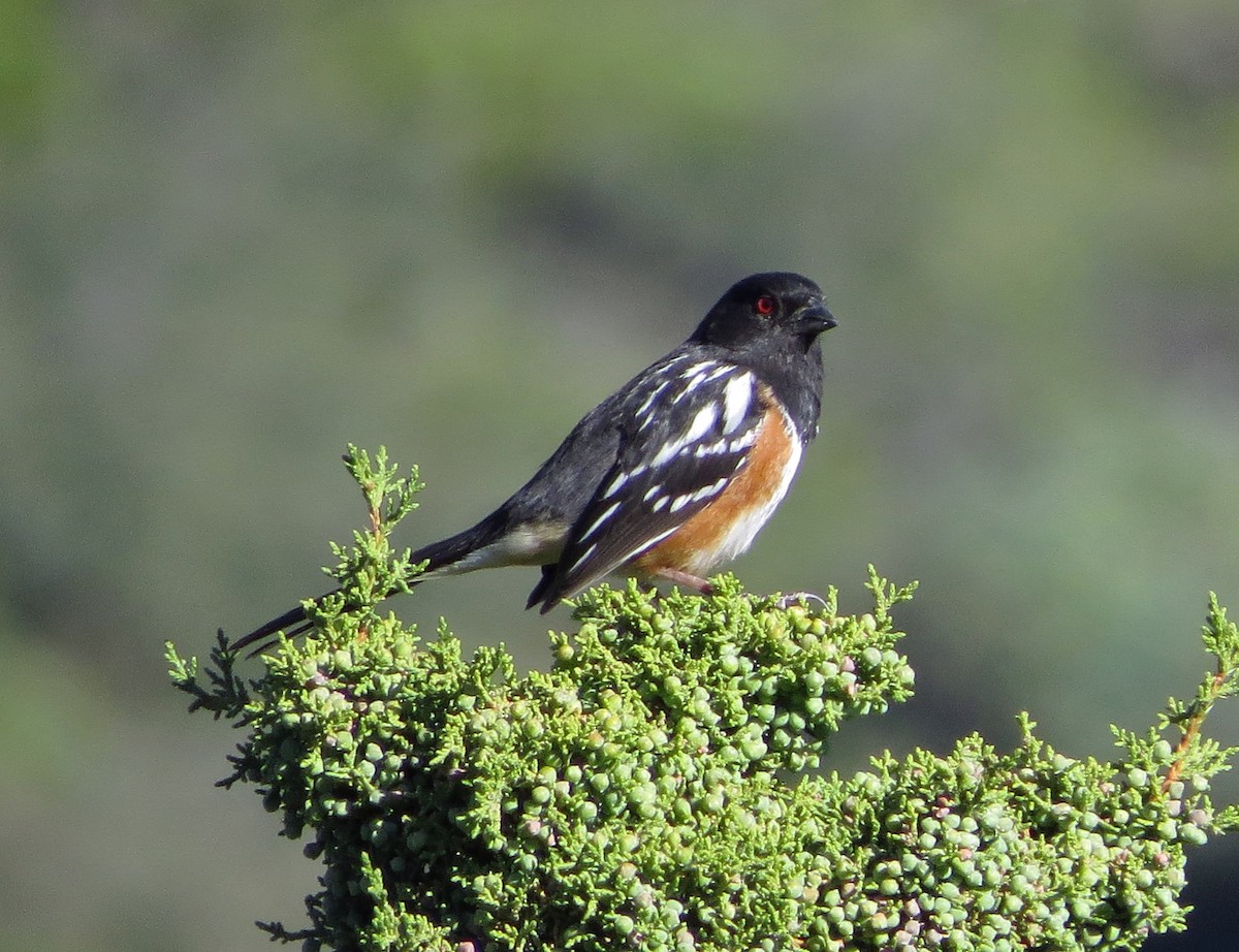 Spotted Towhee - ML56483071