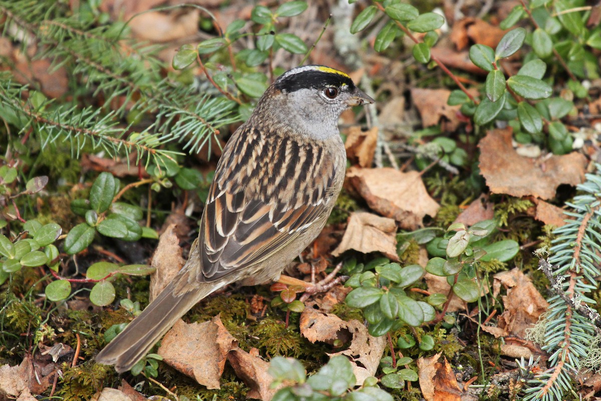 Golden-crowned Sparrow - Jared Hughey