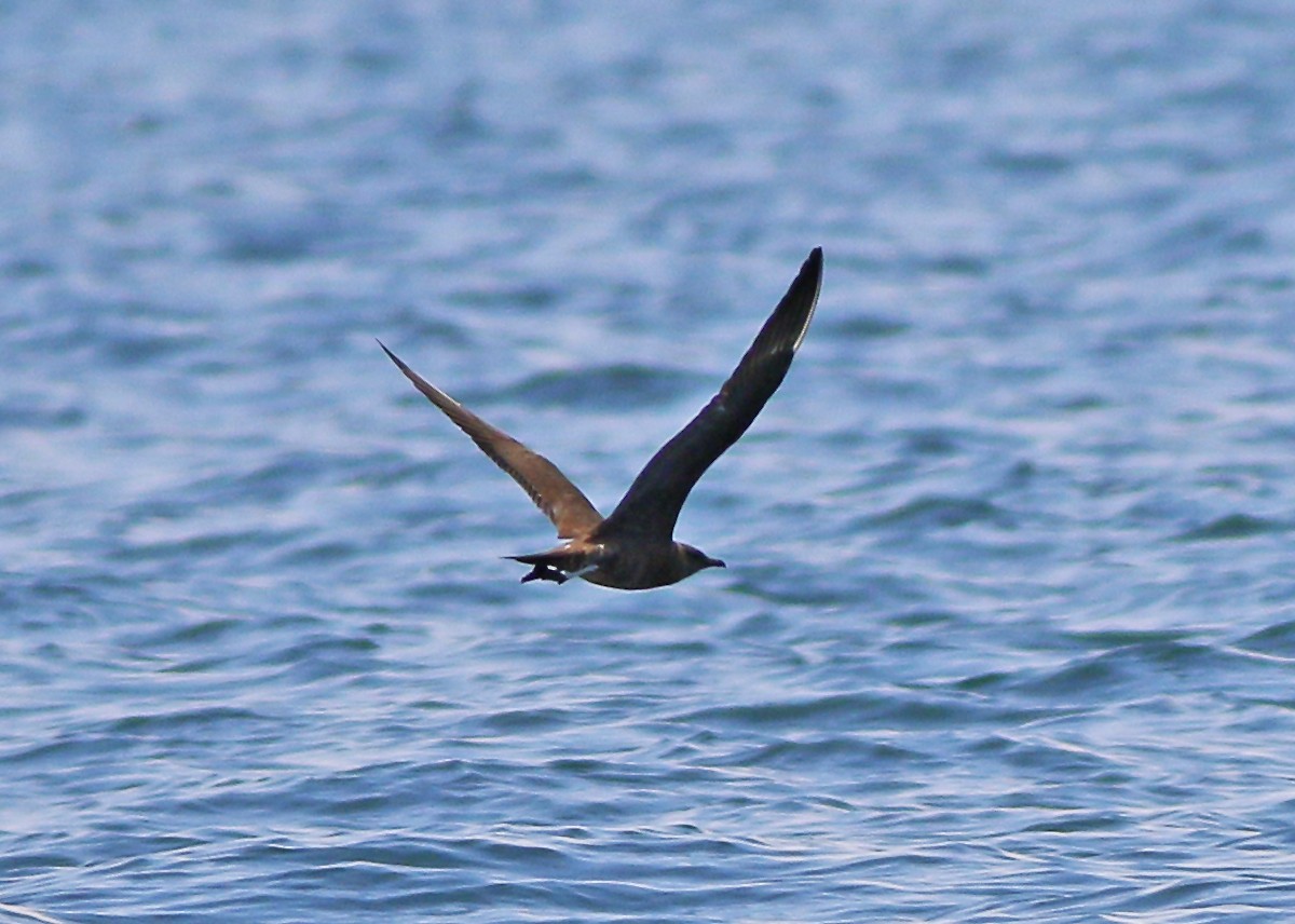 Long-tailed Jaeger - ML564838951