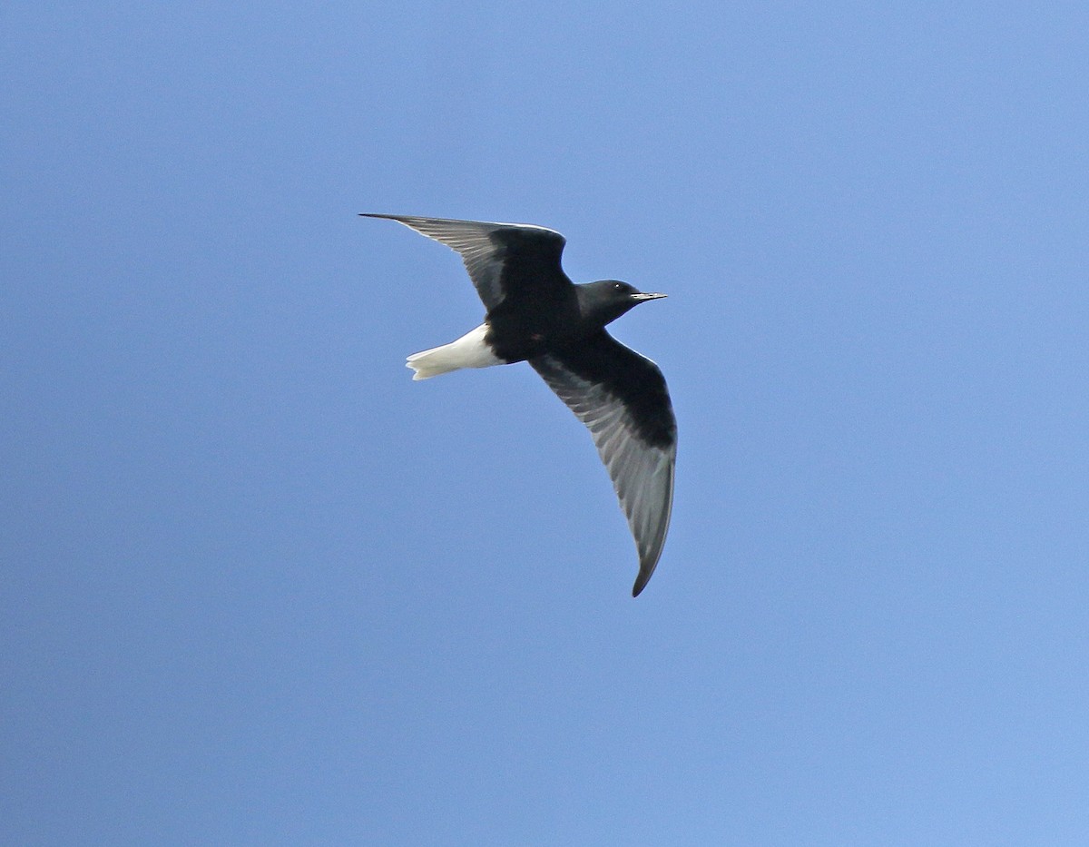 White-winged Tern - ML564839171