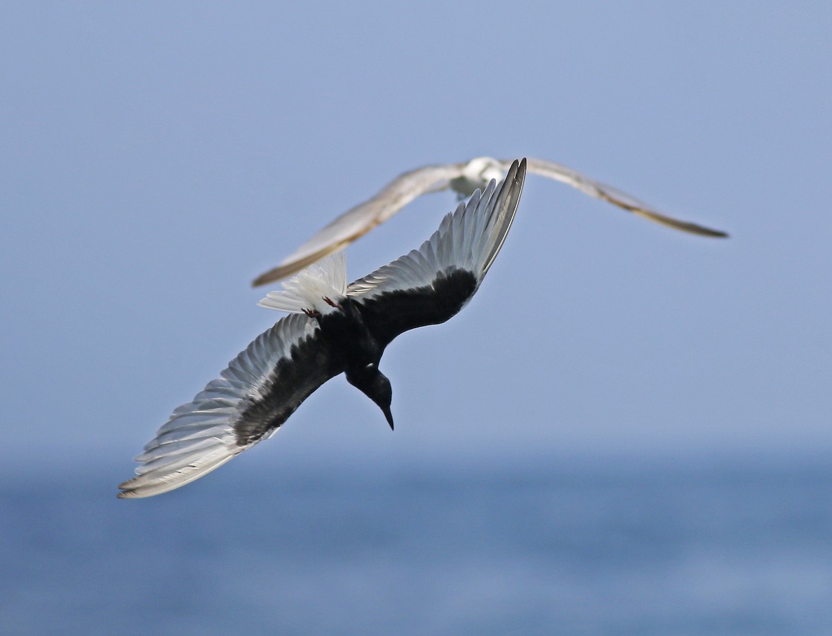 White-winged Tern - ML564839181