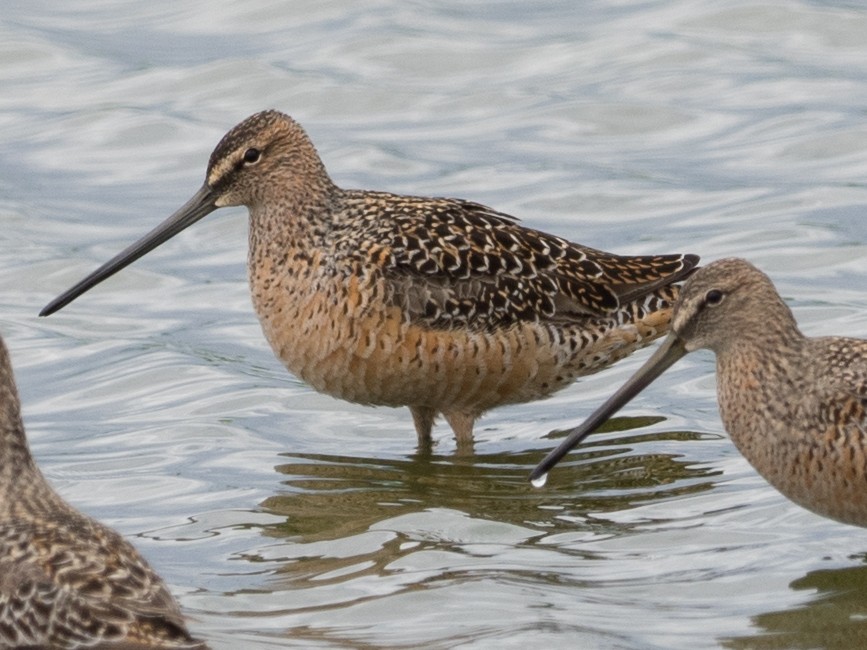 Long-billed Dowitcher - ML56484011