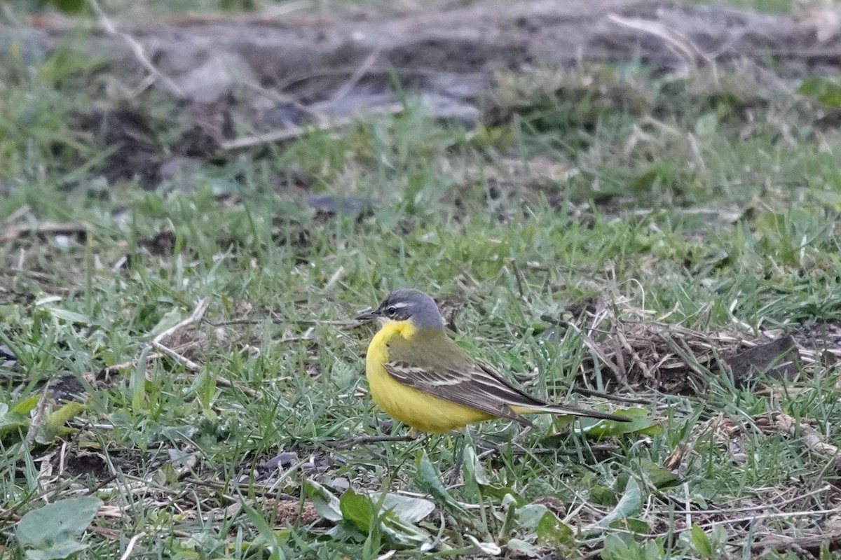 Western Yellow Wagtail (flava/beema) - Roly Pitts
