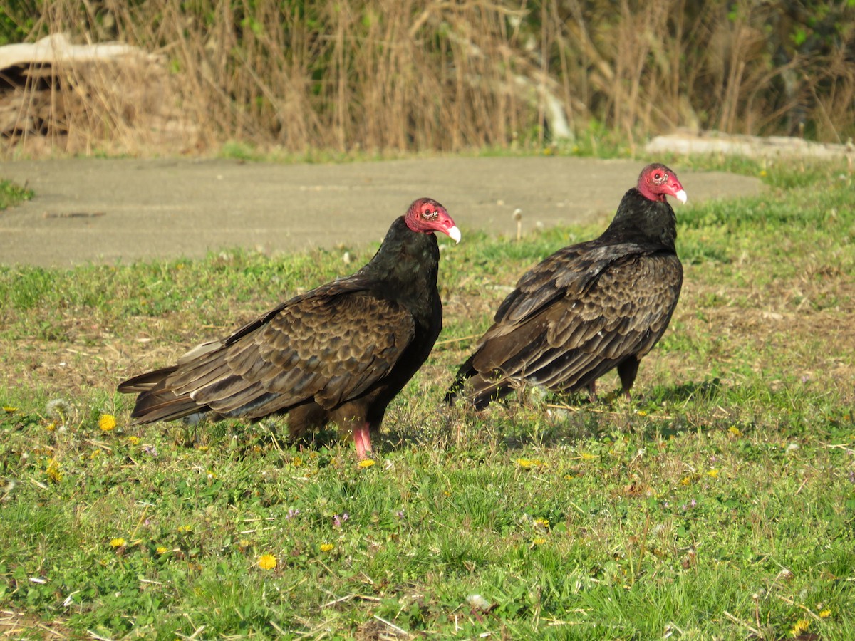 Turkey Vulture - ML564847851