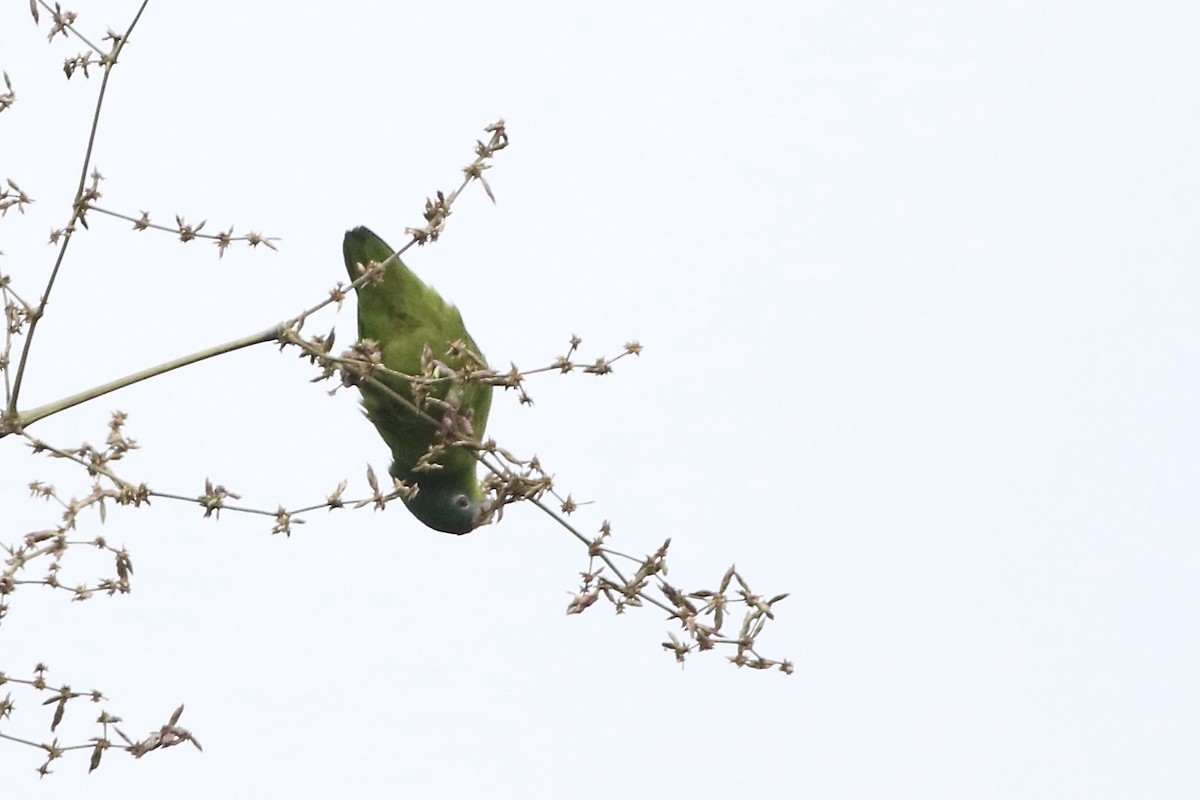 Перуанский попугай-крошка - ML564848991