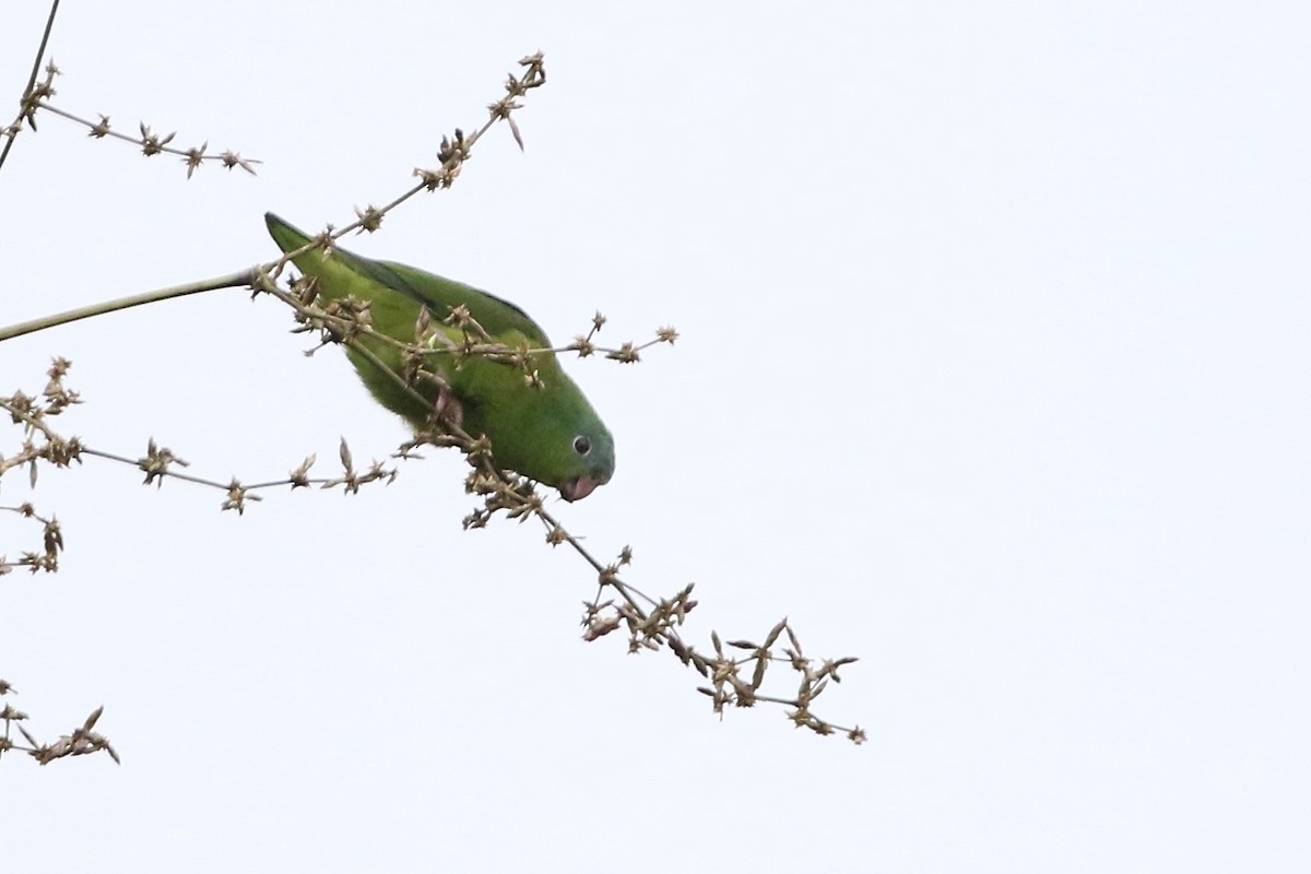Перуанский попугай-крошка - ML564849011