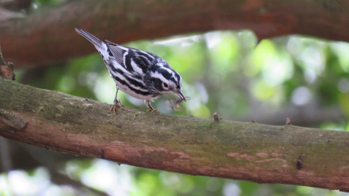 Black-and-white Warbler - Andrew Cameron