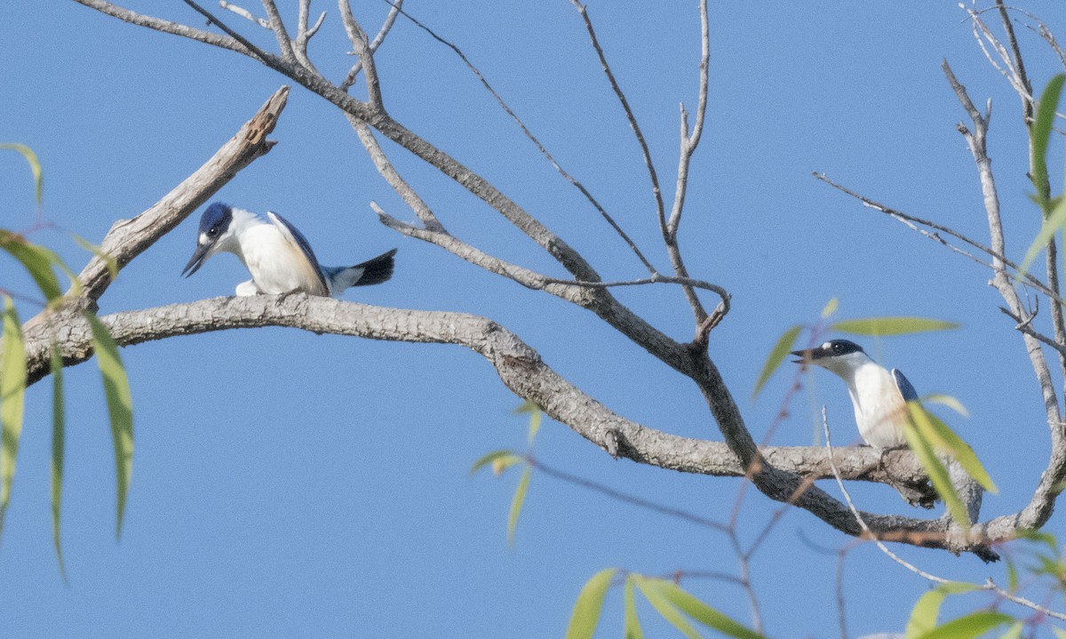 Forest Kingfisher - ML564852591
