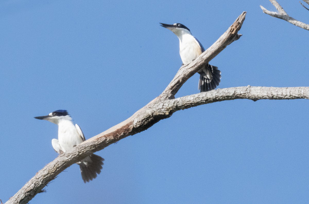 Forest Kingfisher - ML564852601