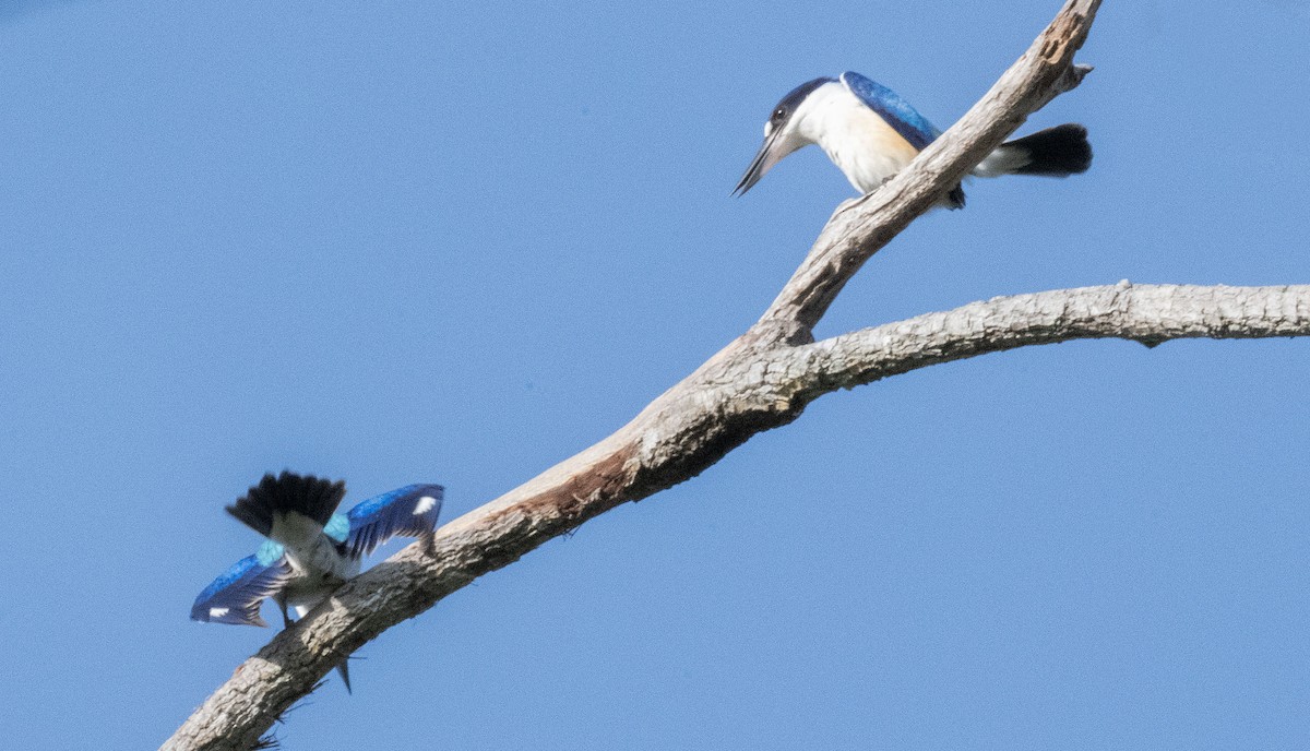 Forest Kingfisher - ML564852611
