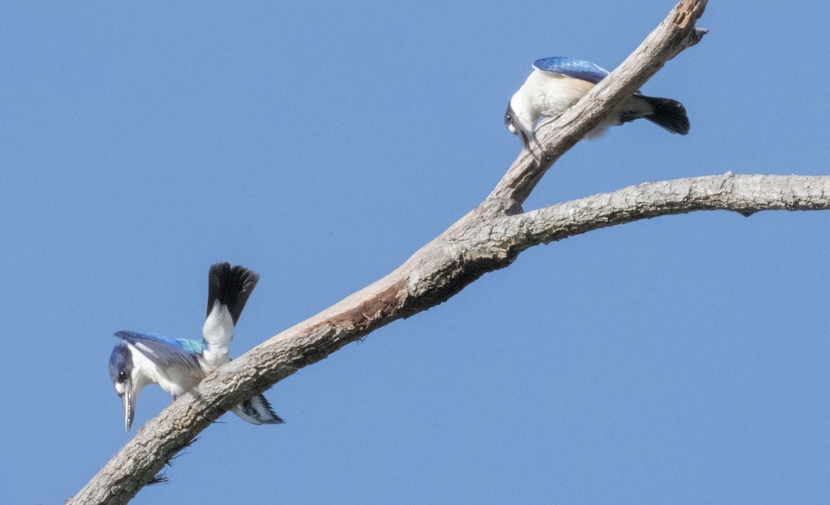 Forest Kingfisher - ML564852621